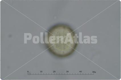 Medicago polymorpha