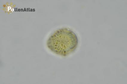 Scrophularia canina rear tangent focus 