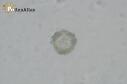 Astragalus verrucosus rear tangent focus