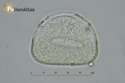 Hyacinthus orientalis pollen polar view secant