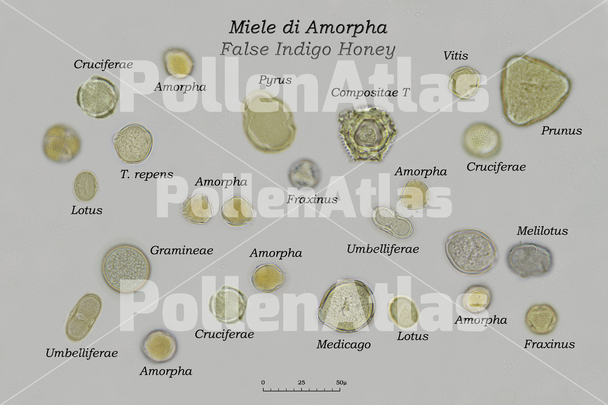 Monoflora Amorpha