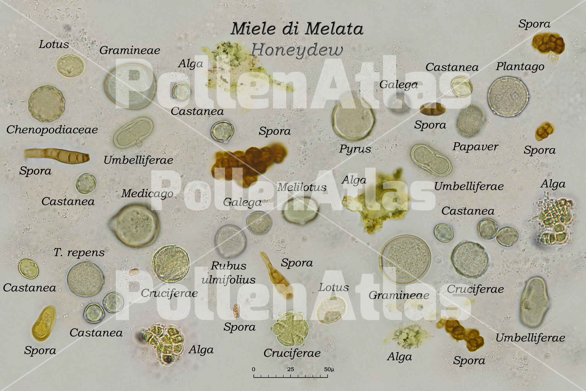 Monoflora Melata