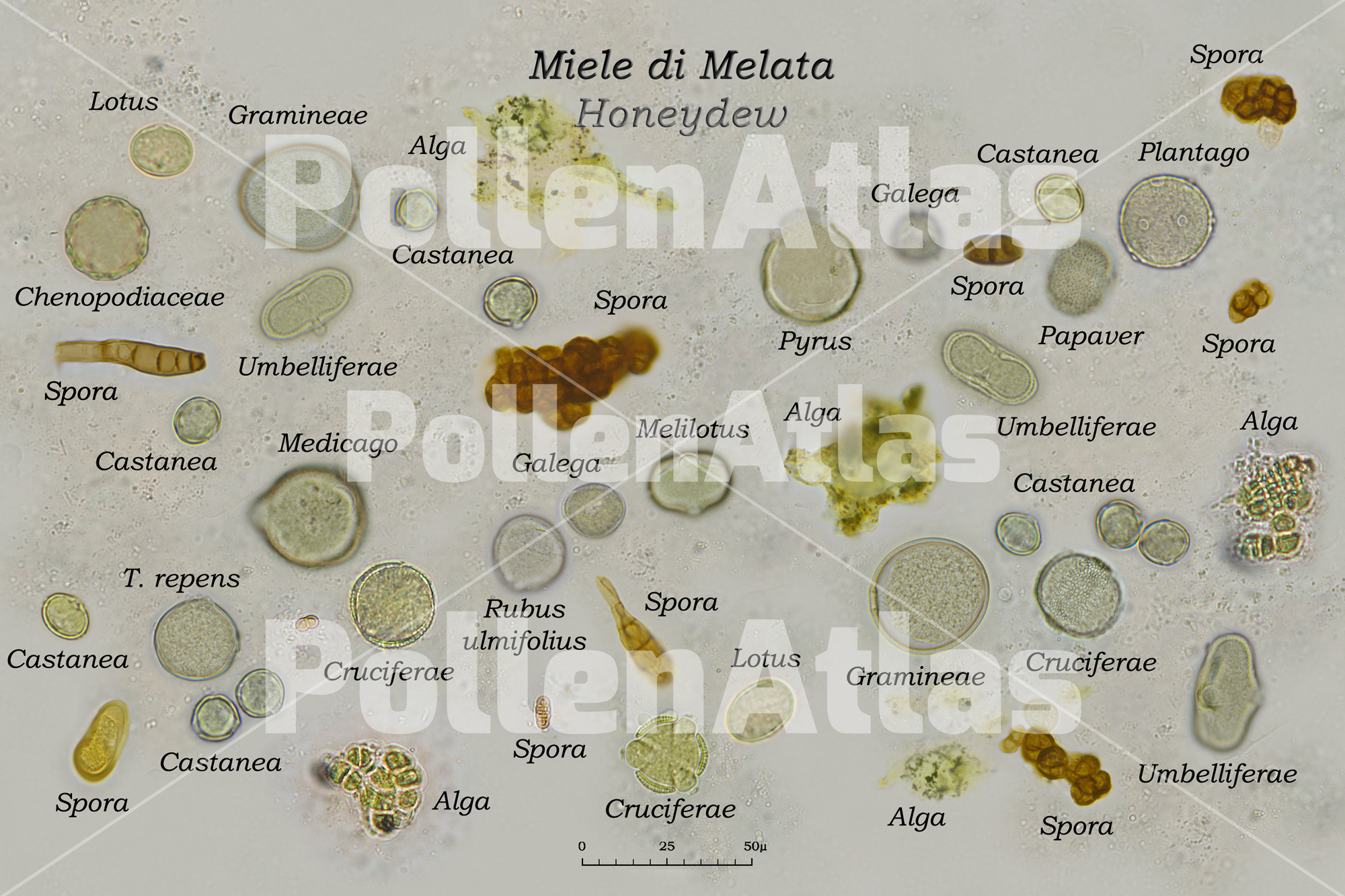 Pollen combination in Honeydew Honey