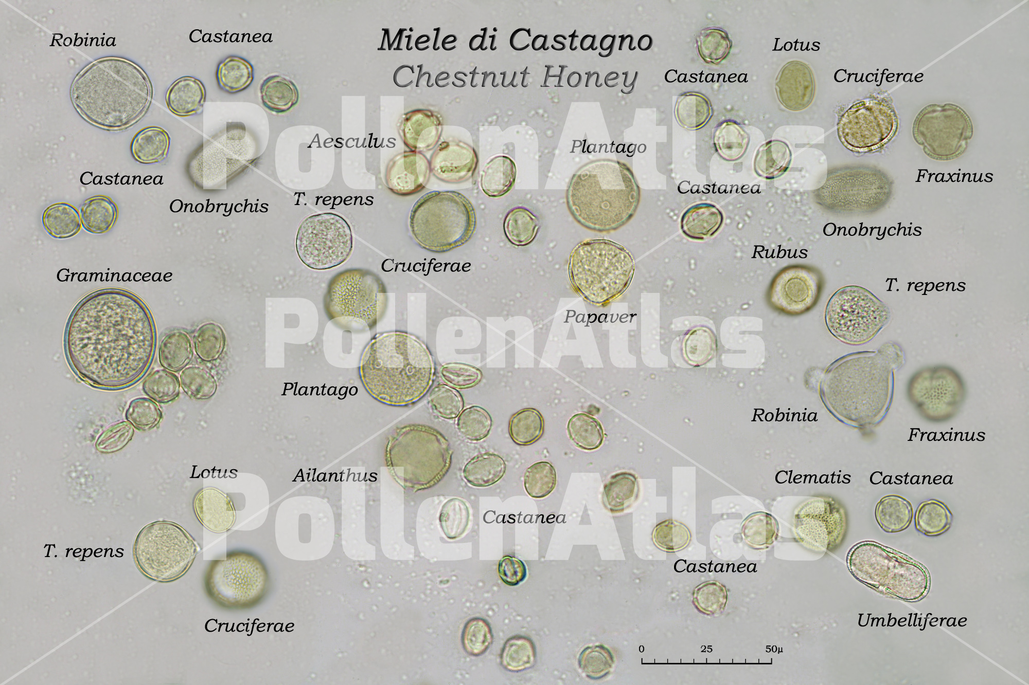 Monoflora Castagno