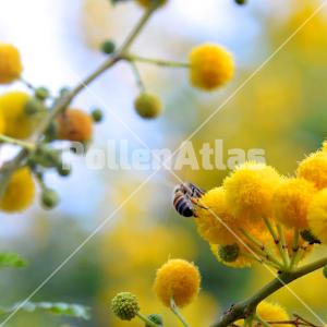 Acacia karroo