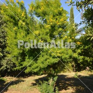 Acacia karroo