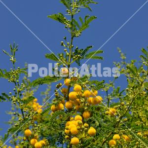 Acacia karroo