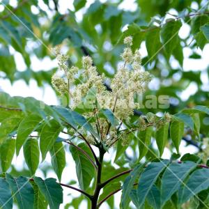 Ailanthus altissima