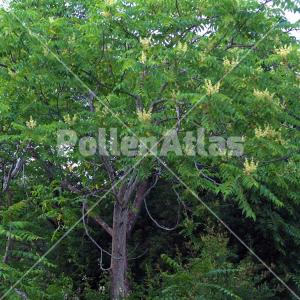 Ailanthus altissima
