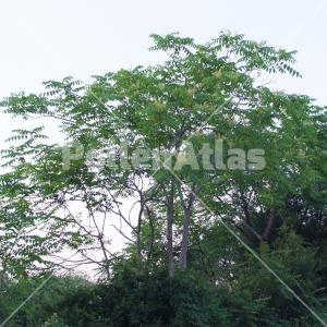 Ailanthus altissima