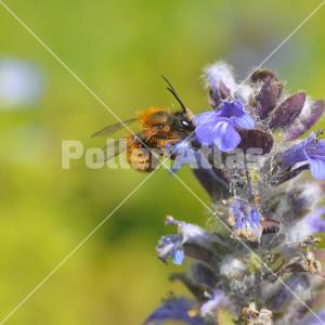 Ajuga reptans