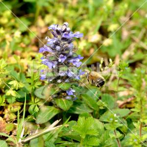 Ajuga reptans