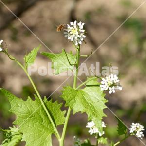 Alliaria petiolata 3