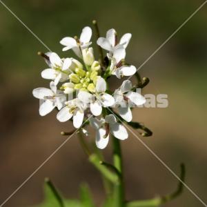 Alliaria petiolata 4