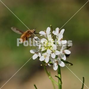 Alliaria petiolata 5