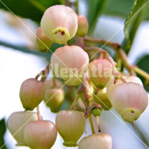 Arbutus unedo
