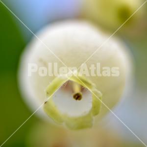 Arbutus unedo