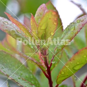 Arbutus unedo