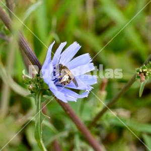 Cichorium intybus 5