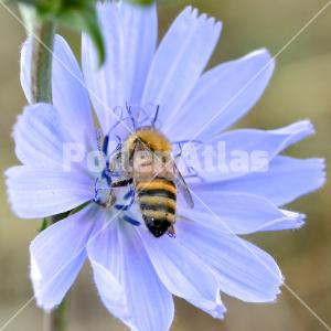 Cichorium intybus 6