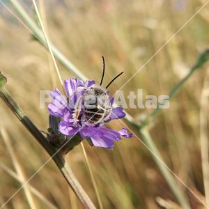 Cichorium intybus 7