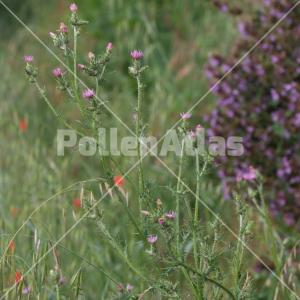 Cirsium creticum