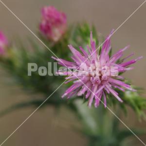 Cirsium creticum