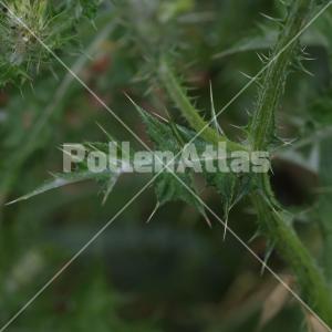 Cirsium creticum