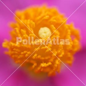 Cistus × incanus