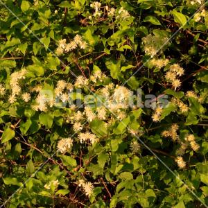Clematis vitalba