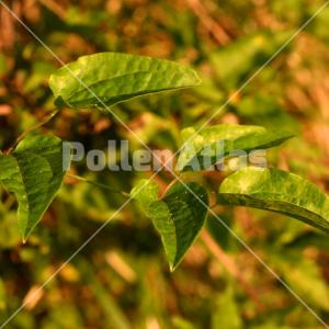 Clematis vitalba