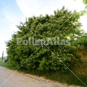 Cornus sanguinea
