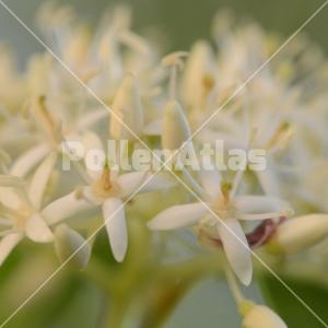 Cornus sanguinea