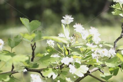 Crataegus monogyna