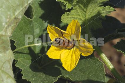 Cucumis melo
