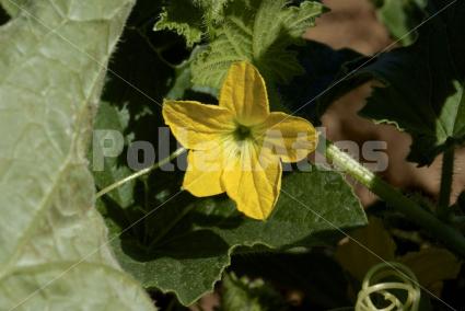 Cucumis melo