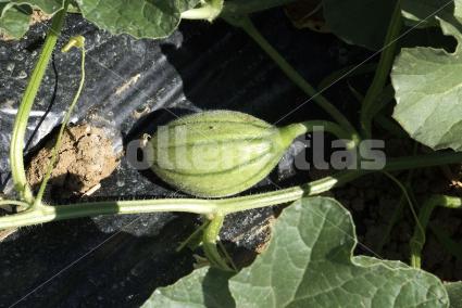 Cucumis melo