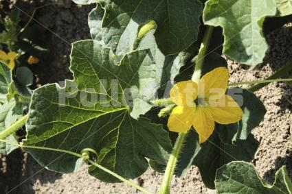 Cucumis melo