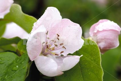 Cydonia oblonga