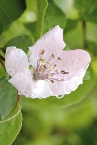 Cydonia oblonga