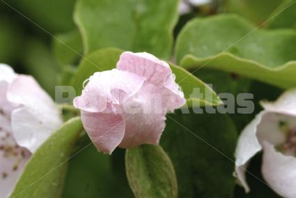 Cydonia oblonga