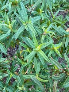 Cistus monspeliensis, leaves