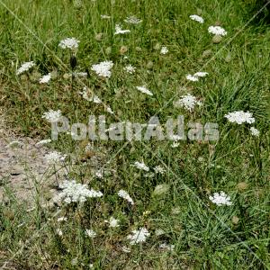 Daucus carota