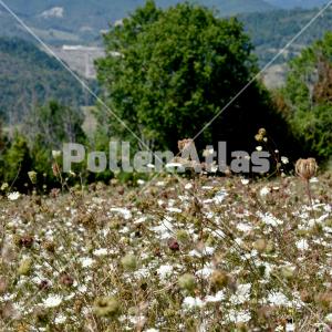 Daucus carota