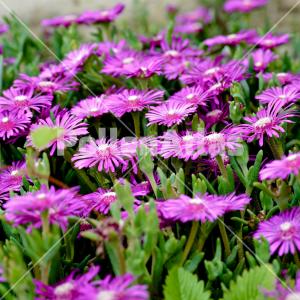 Delosperma cooperi