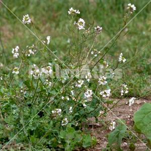 Diplotaxis erucoides