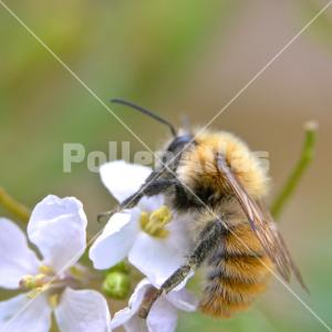 Diplotaxis erucoides