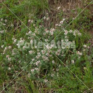 Dorycnium hirsutum