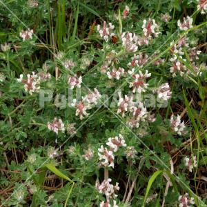 Dorycnium hirsutum
