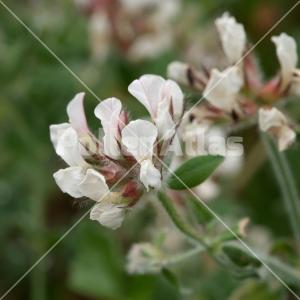 Dorycnium hirsutum